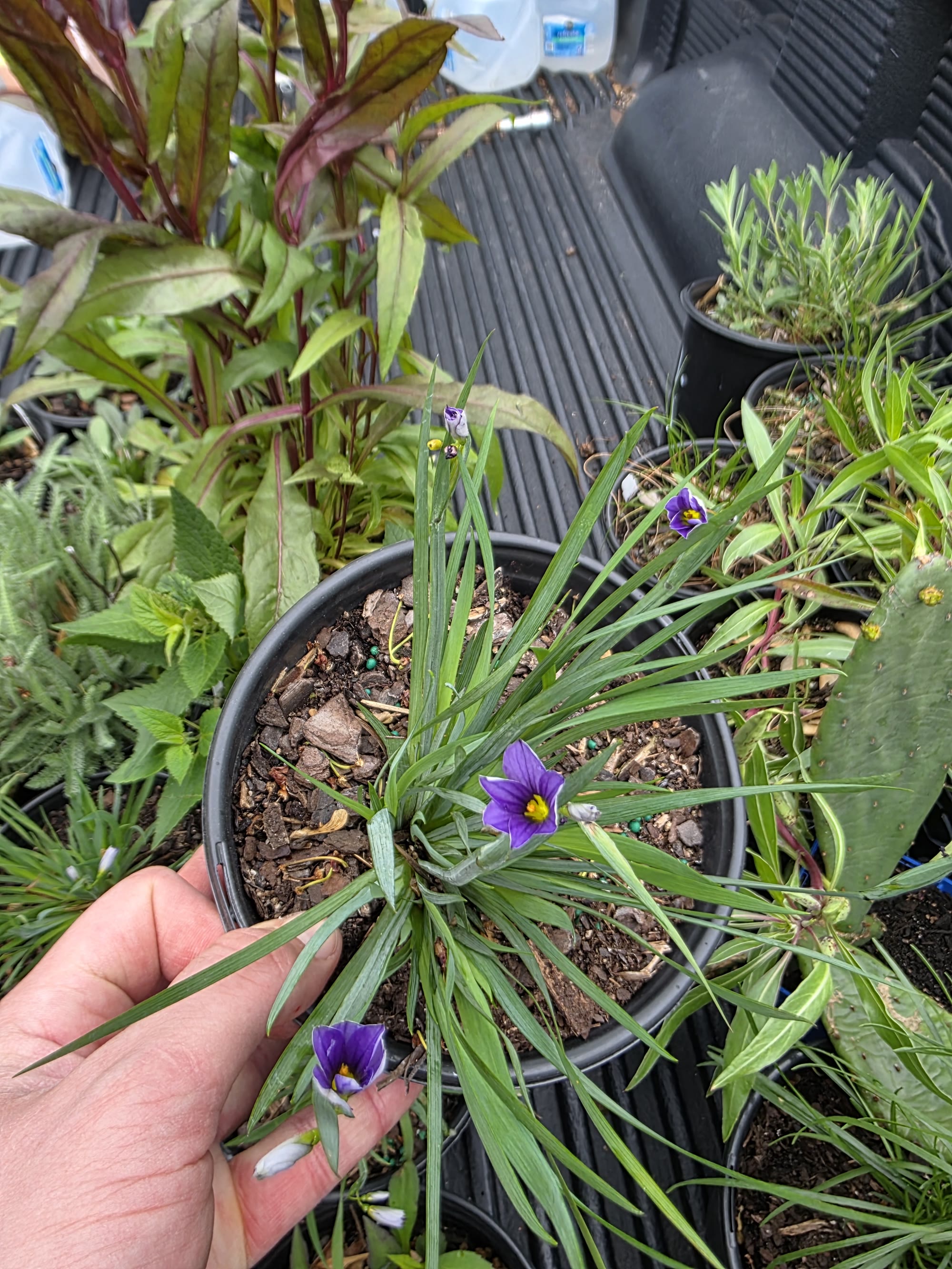 Native Plant Garden Packs