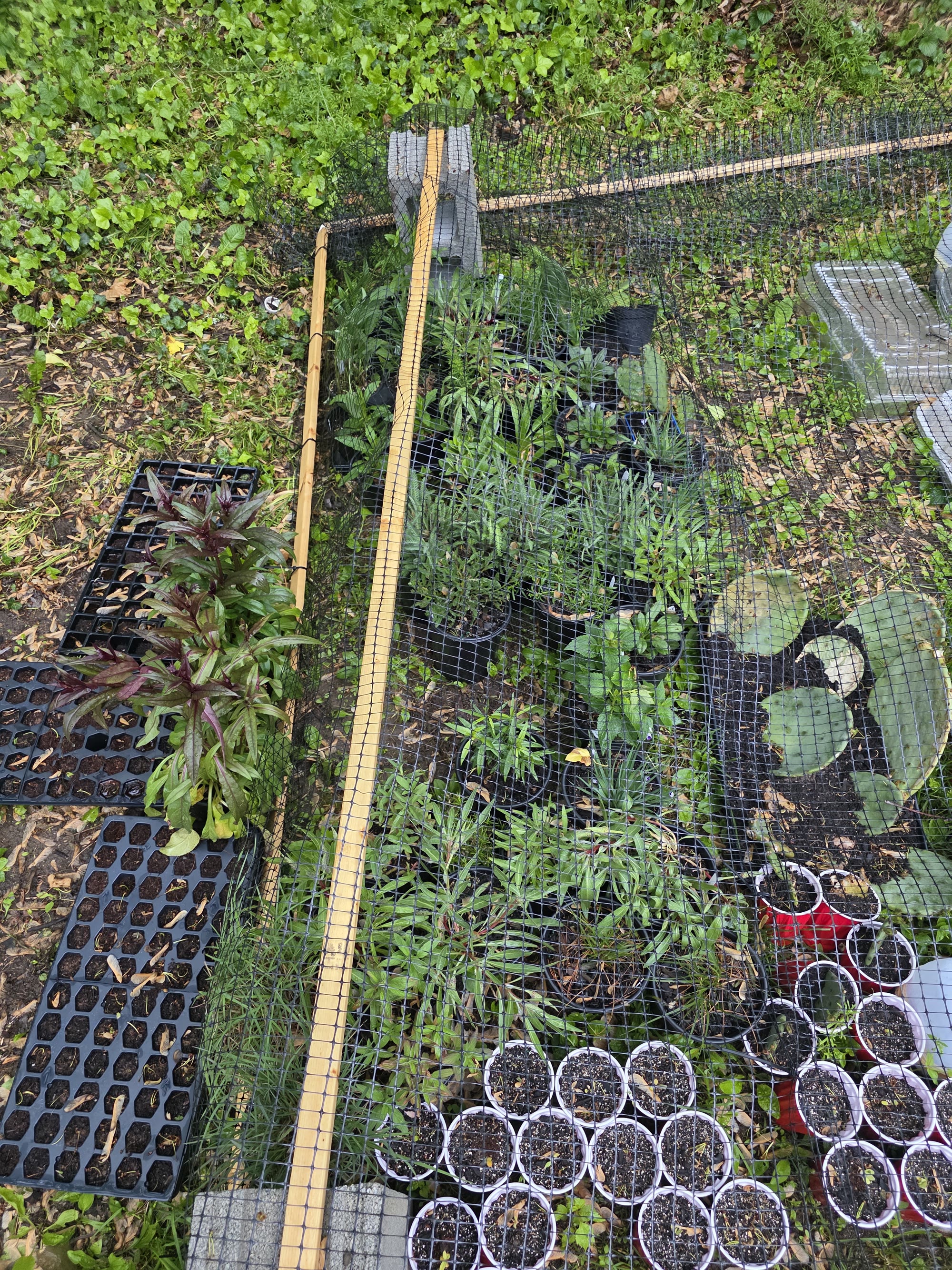 Native Plant Garden Packs