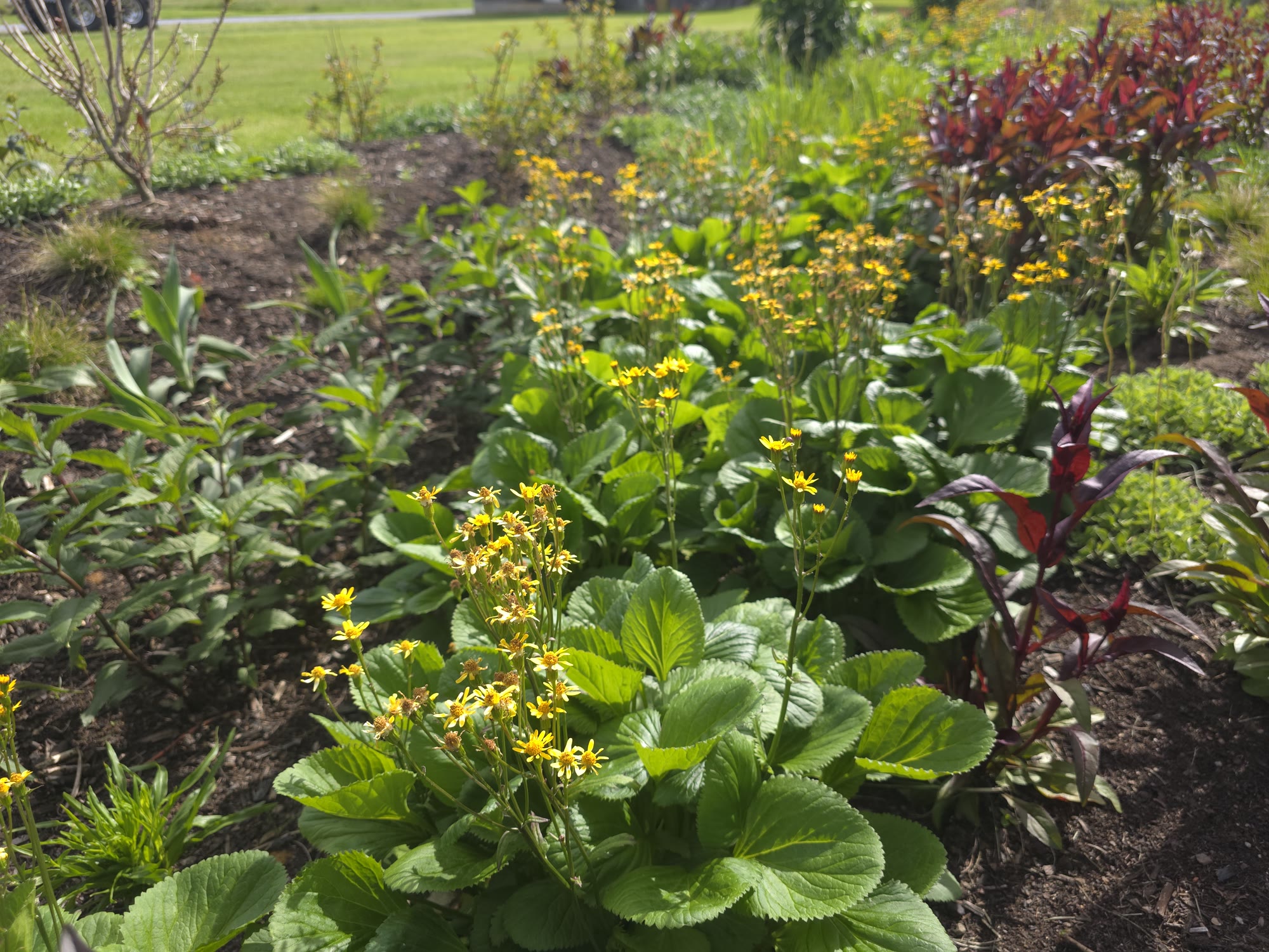 Municipal Bioswale & Rain Garden