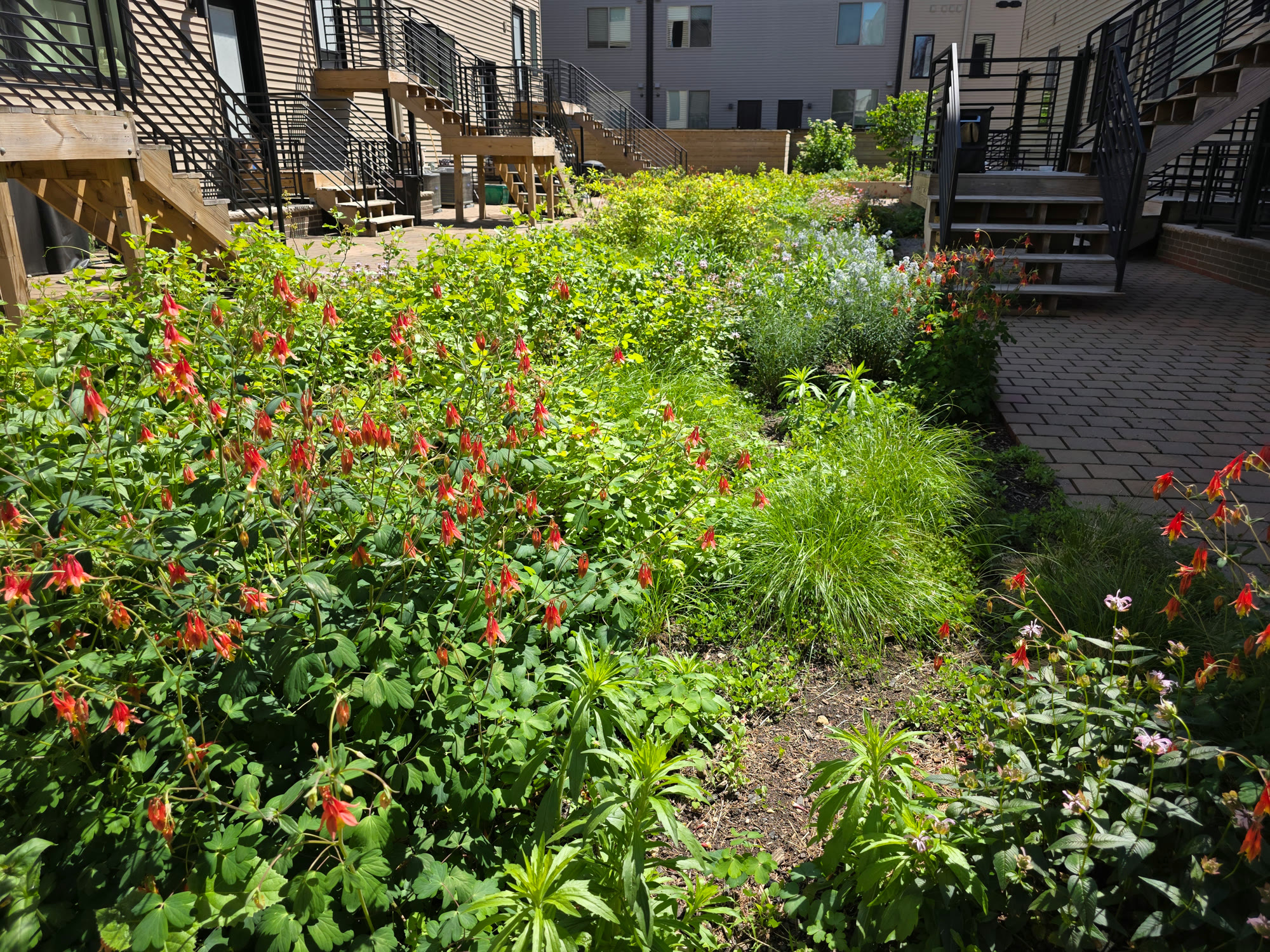South Kensington Urban Planting