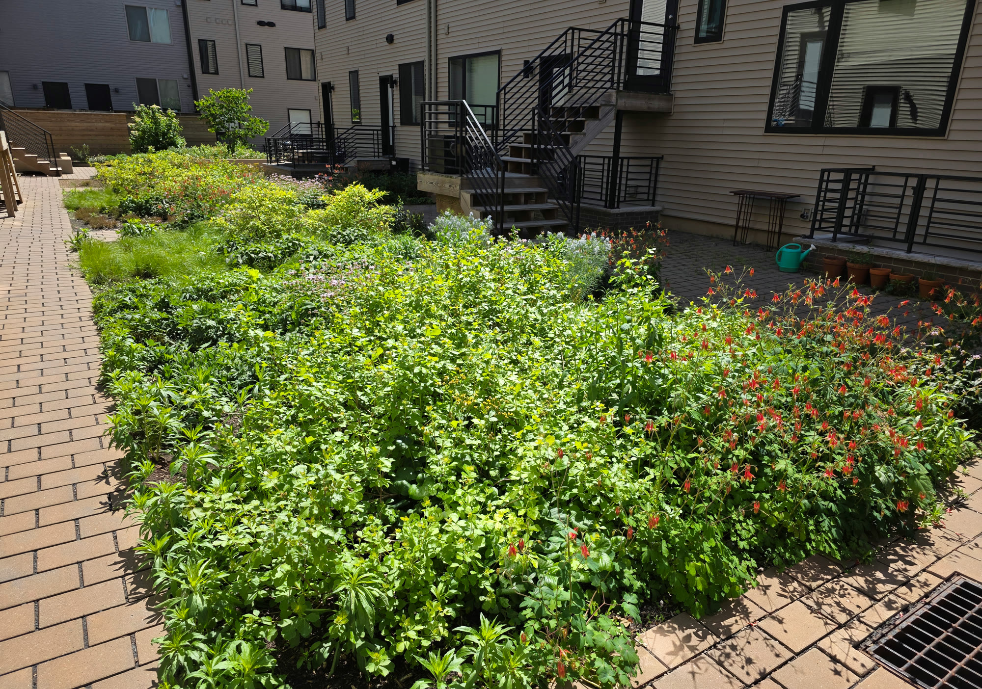 South Kensington Urban Planting