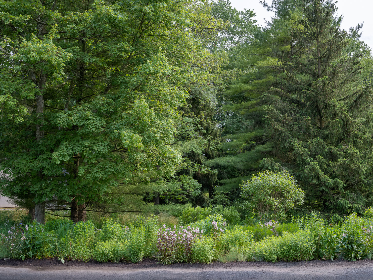 Lost Trail Rain Gardens
