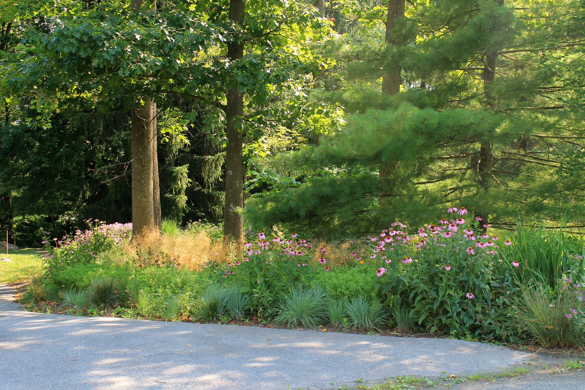 Lost Trail Rain Gardens