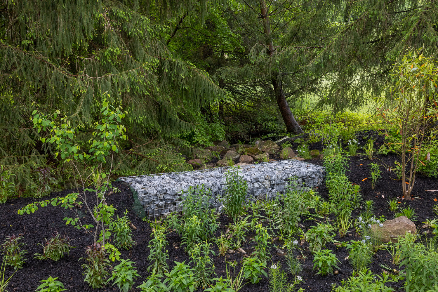 Lost Trail Rain Gardens