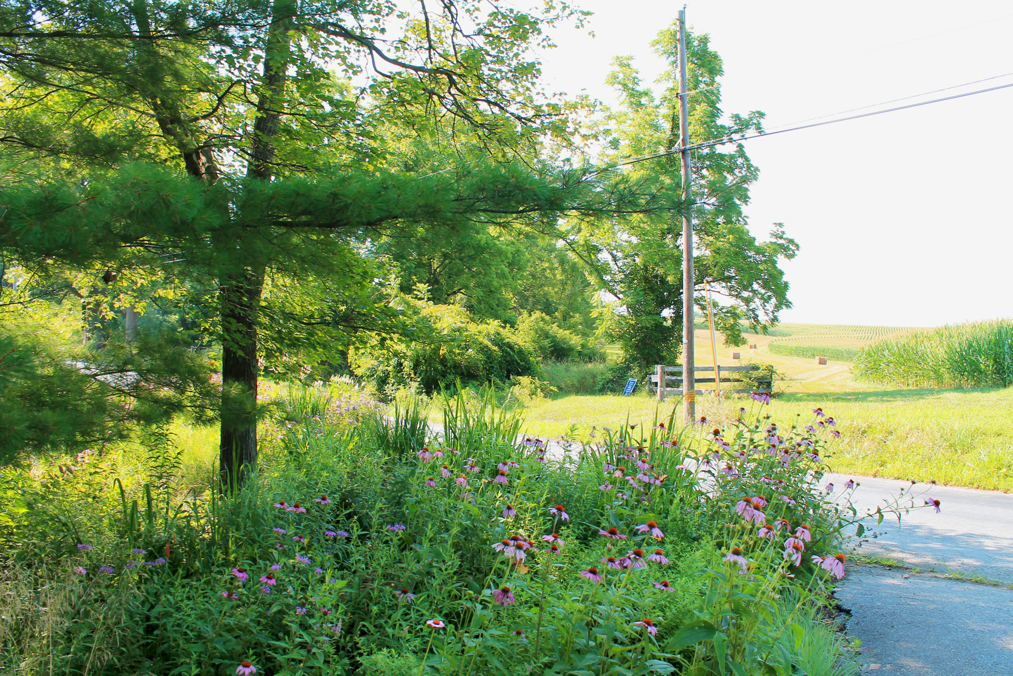 Lost Trail Rain Gardens