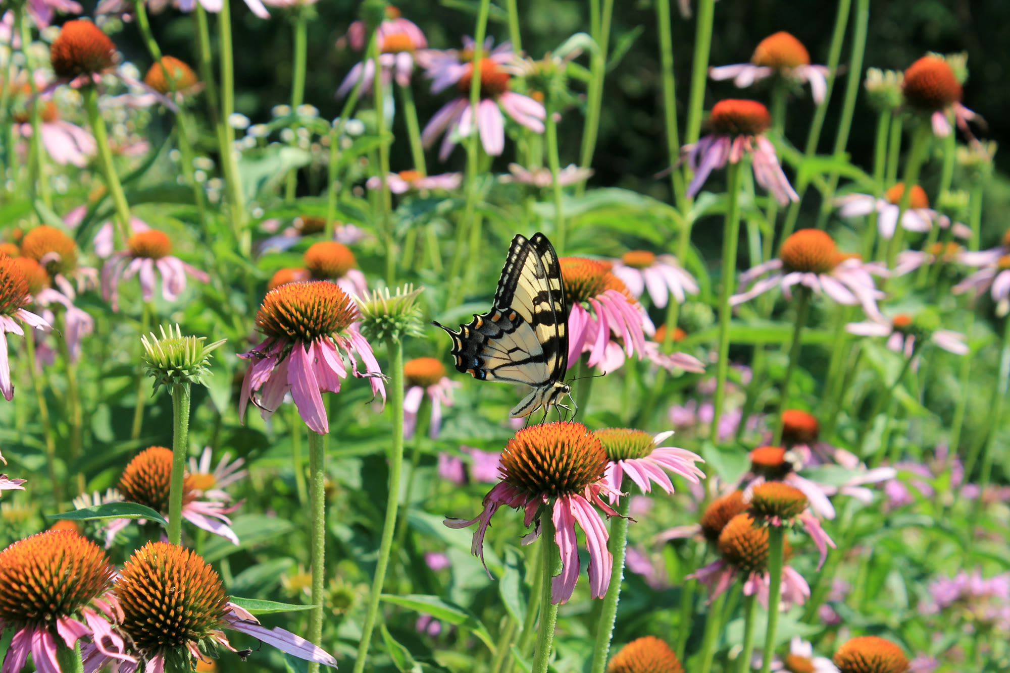 Lost Trail Rain Gardens