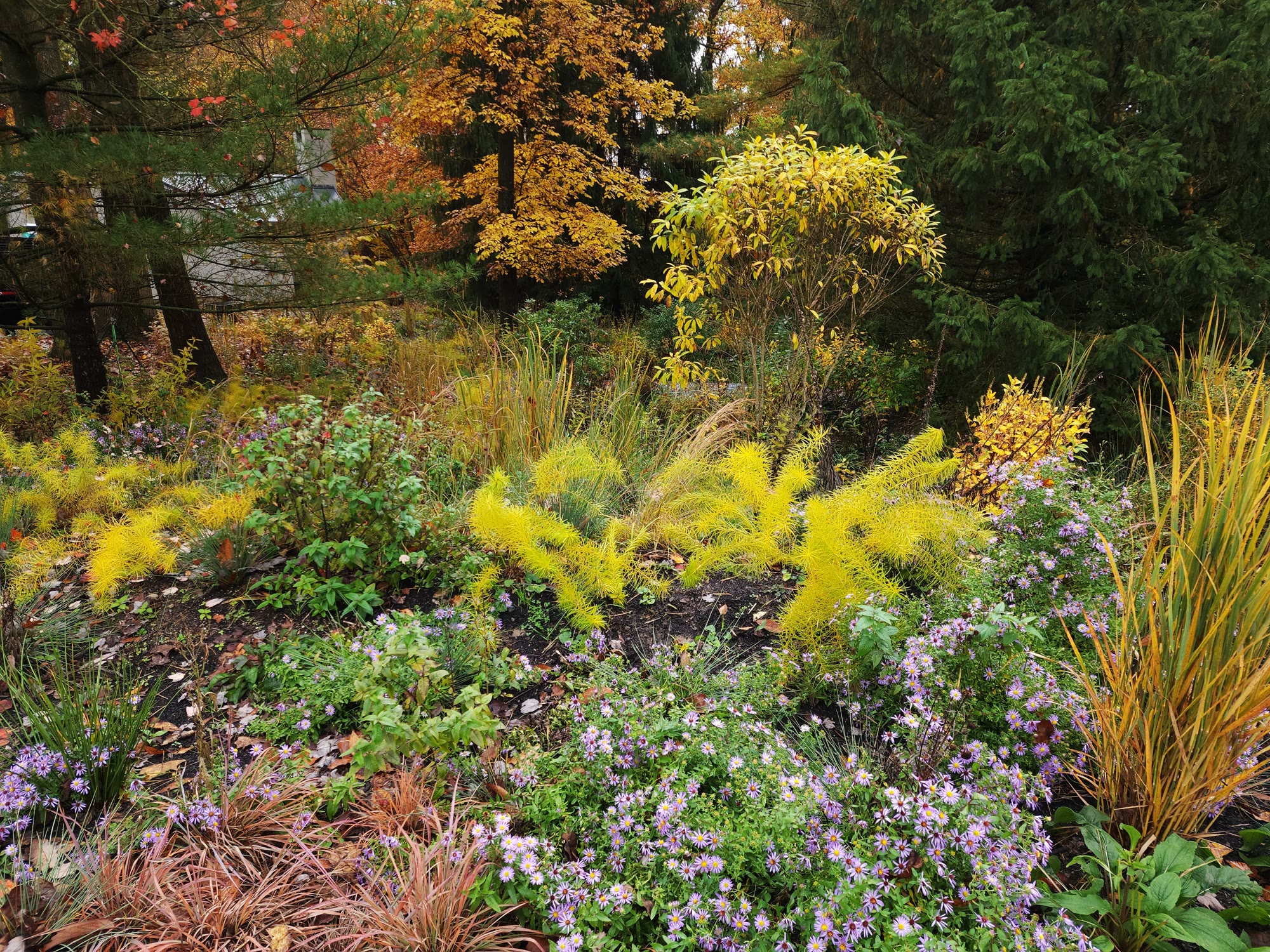 Lost Trail Rain Gardens