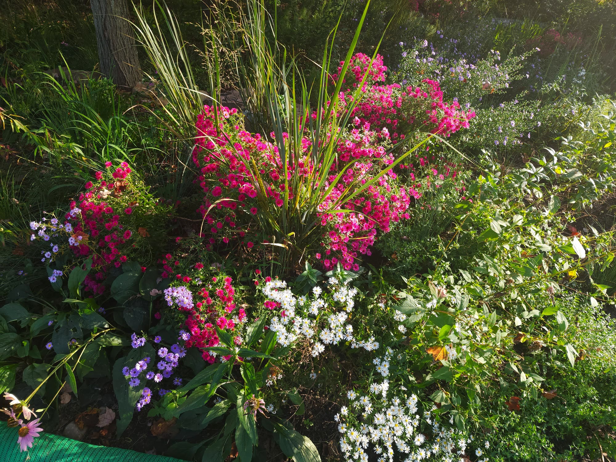 Lost Trail Rain Gardens