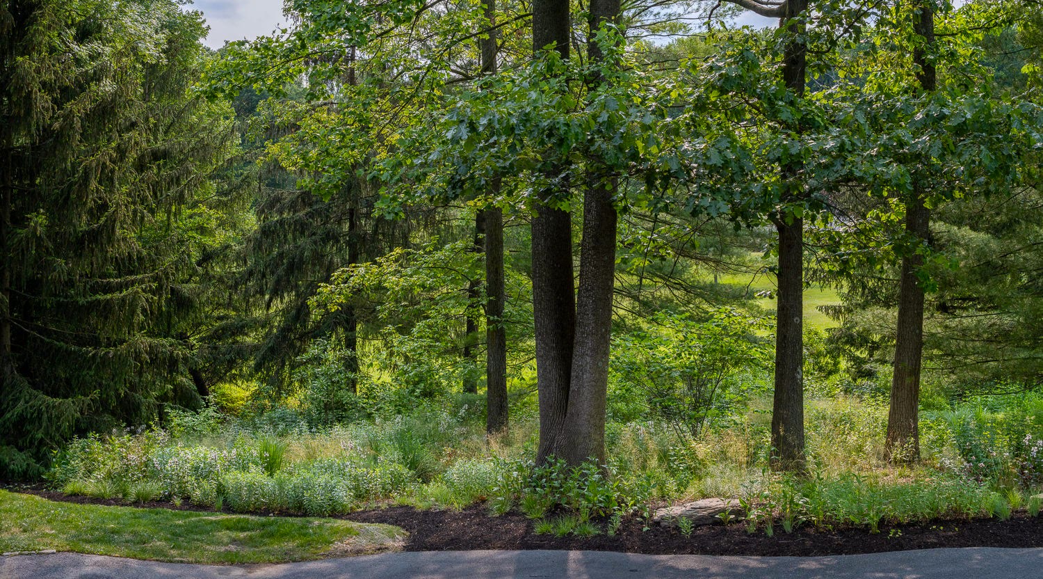 Lost Trail Rain Gardens